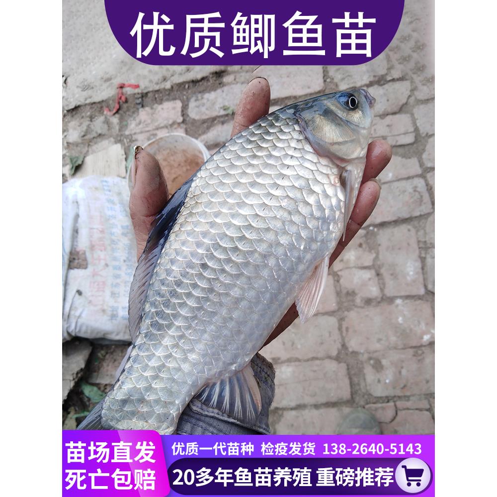 鲫鱼苗特大中科5号3号黄金鲫白鲫土鲫湘云工程高背大阪批饲料淡水