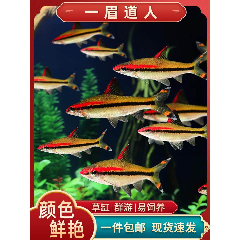 红眉一眉道人鱼灯鱼小型草缸群游观赏鱼热带淡水宠物鱼活体好养