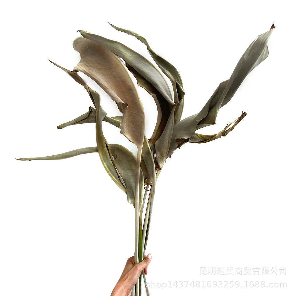 【鹤望兰叶子】干花干叶鹤望兰叶