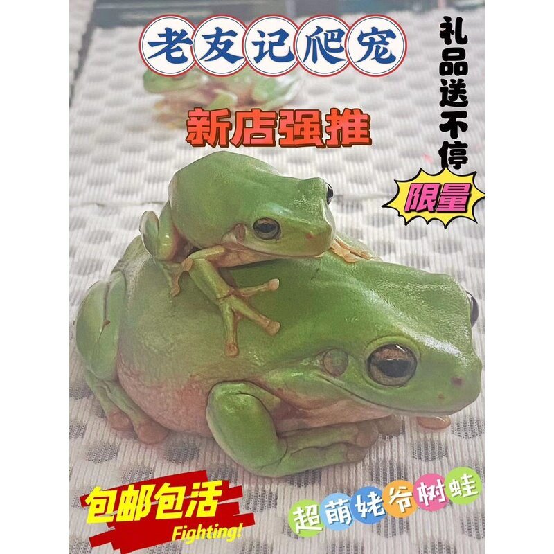 印尼绿姥爷澳洲蓝树蛙蛙活体钟火龙蟋蟀蟾蜍角蛙成体爬宠牛蛙老爷