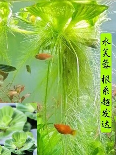 浮萍水草植物造景 包邮 养龟缸养鱼缸用品漂浮水芙蓉苗水葫芦