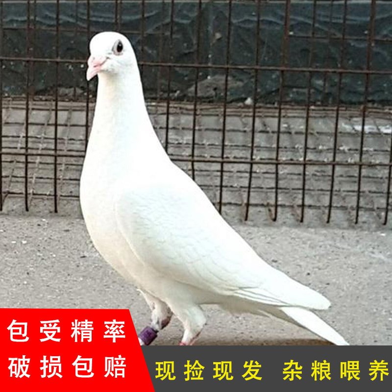 信鸽种蛋受精蛋血统鸽子可孵化观鸟