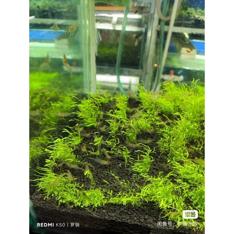 中华小长臂花腰虾除钢毛藻鱼缸观赏水晶虾除丝藻吃虾除藻虾工具虾