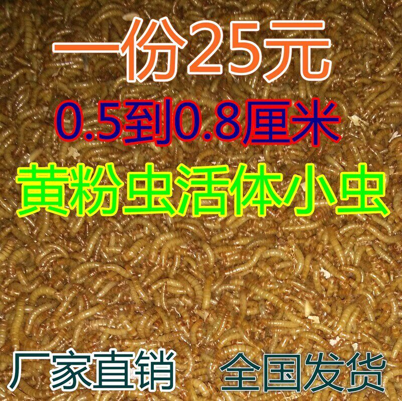 黄粉虫面包虫活体小虫0.5厘米—0.8厘米蝎子蜈蚣青蛙开口虫