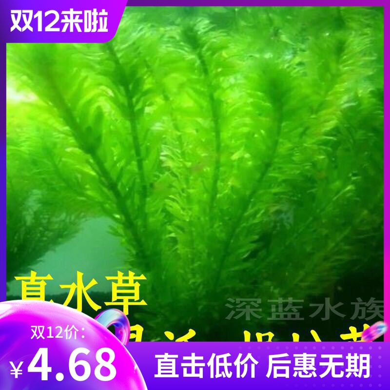 活体水草 蜈蚣草 水族箱鱼缸造景 中后景水草四季淡水绿菊 绿九冠