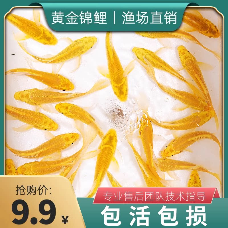 锦鲤鱼金鱼黄金龙凤招财鱼风水鱼淡水好养耐活冷水鱼苗活体观赏鱼