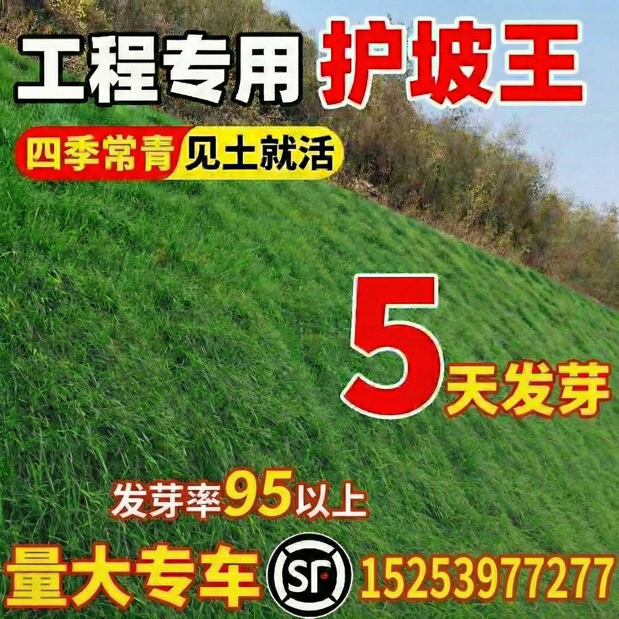 四季常青护坡狗牙根边坡固土绿化