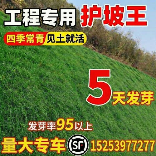 四季常青护坡狗牙根边坡固土绿化