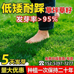 草坪草籽矮生四季常青护坡固土工程绿化狗牙根百慕大黑麦草籽种子