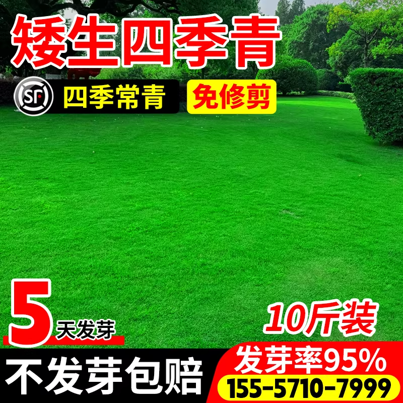草坪草籽四季常青耐寒耐旱免修剪