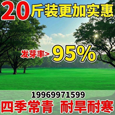 20斤以上更优惠绿化护坡复绿草籽