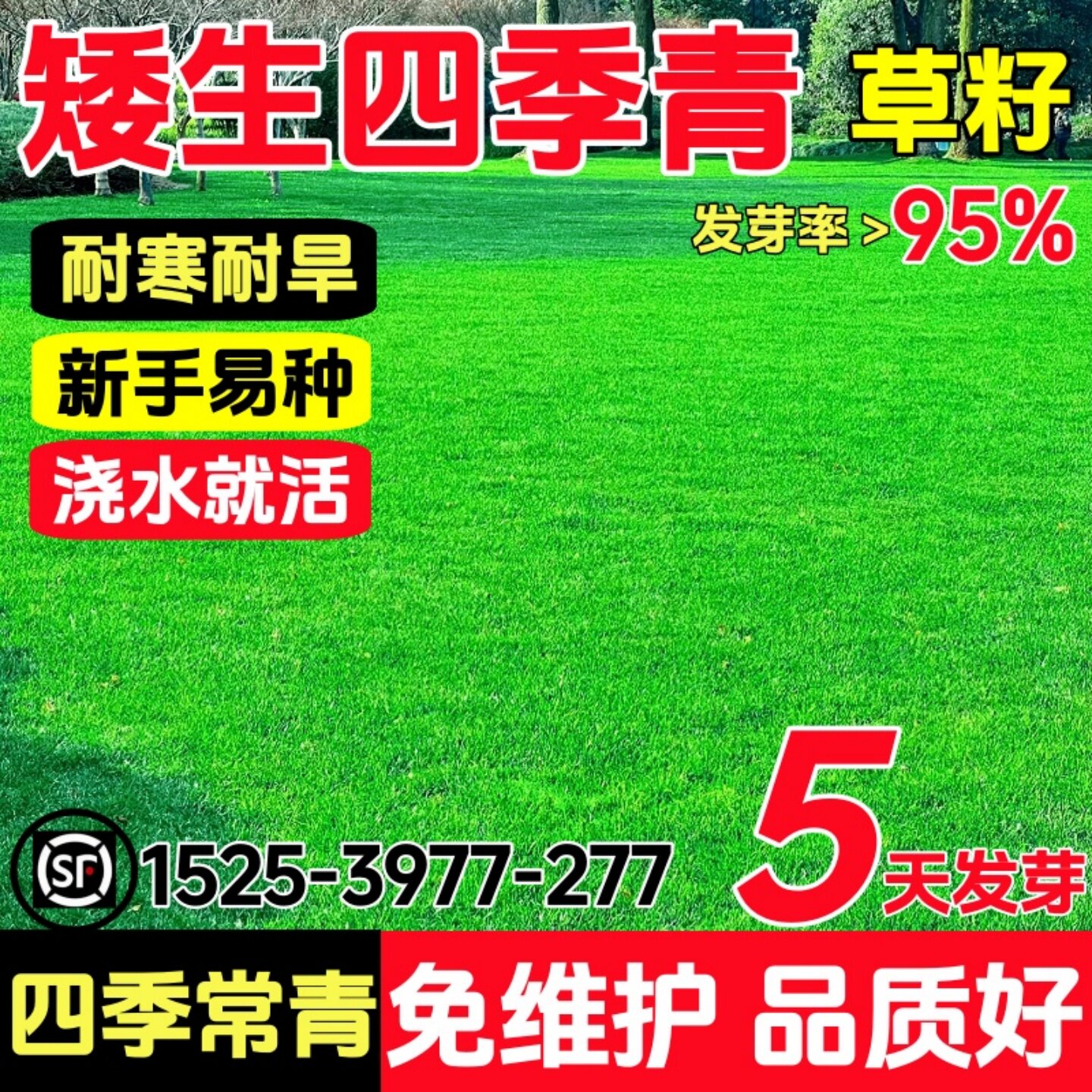 矮生草坪草籽四季常青耐寒耐踩踏图片