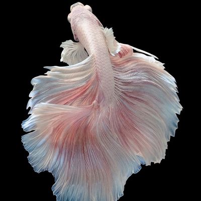 赛级斗鱼泰国热带仙女好养桌面婚纱纯白宠物半月耐活观赏鱼热带鱼