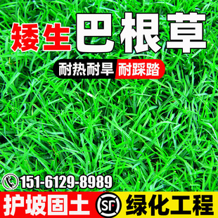 巴根草种子四季常青护坡固土耐热耐旱草籽荒山复绿绿化工程草种籽