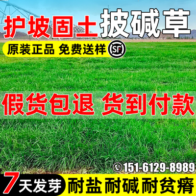 披碱草种子护坡固土抗风沙牧草籽
