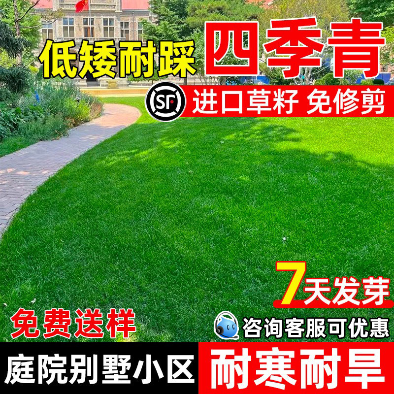 进口四季青草籽耐寒耐旱矮生耐践踏庭院别墅绿化小区公园草坪种子