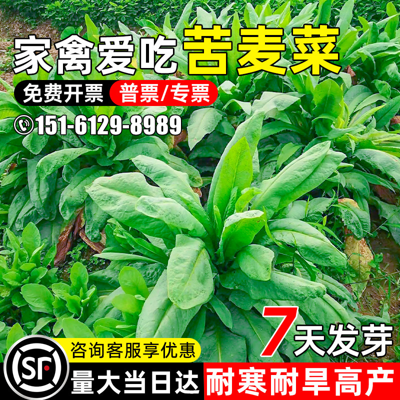 苦麦菜家禽喜食家禽喜食多茬收割
