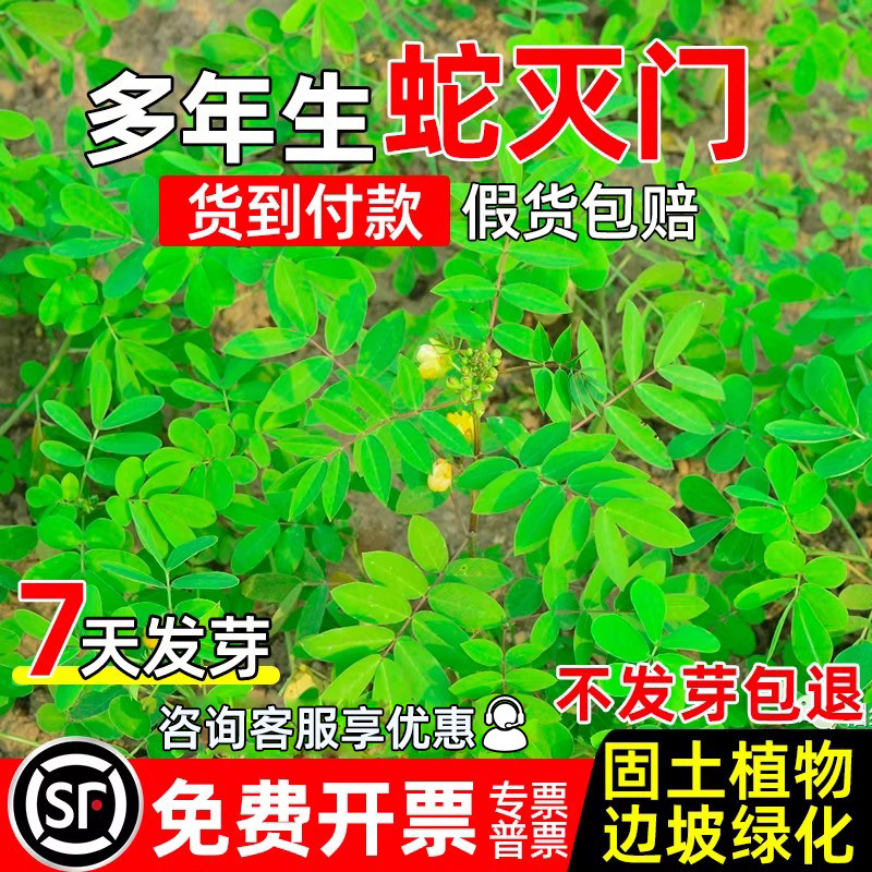 蛇灭门种子望江南四季播种防蛇花