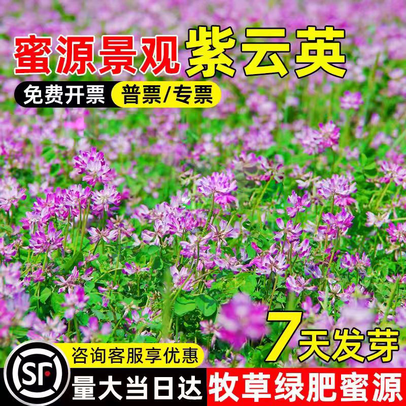 紫云英种子牧草果园绿肥红花草籽