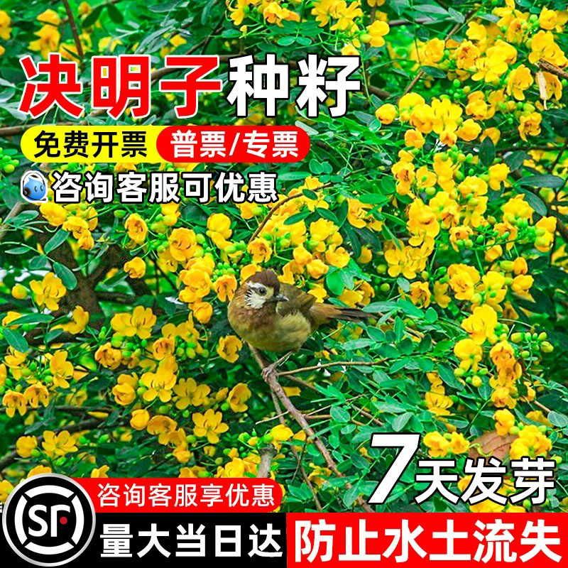 决明子护坡固土矿山复绿边坡绿化