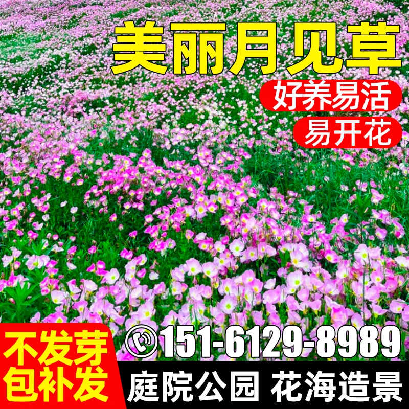 美丽月见草花种籽四季种植公园美化花海景区花籽庭院别墅花卉种子