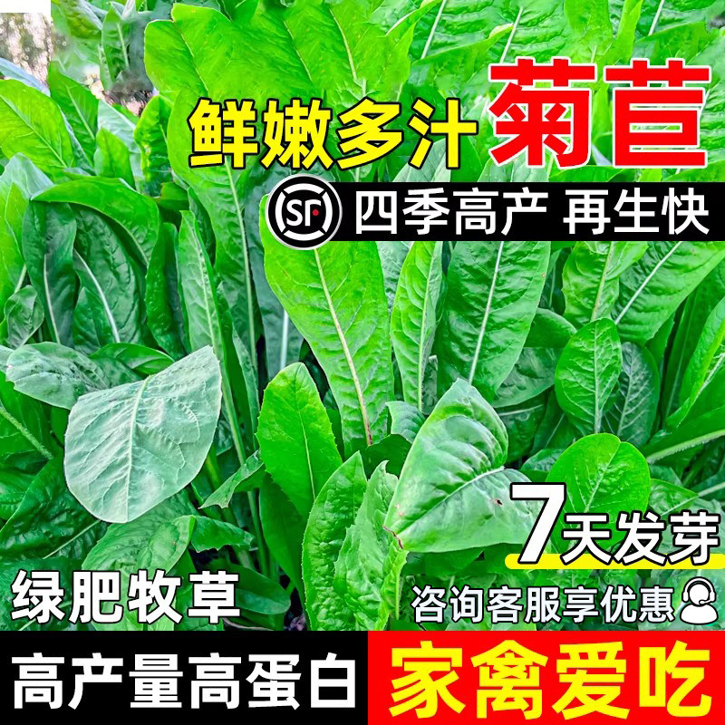 大叶菊苣多年生牧草种子四季喂养