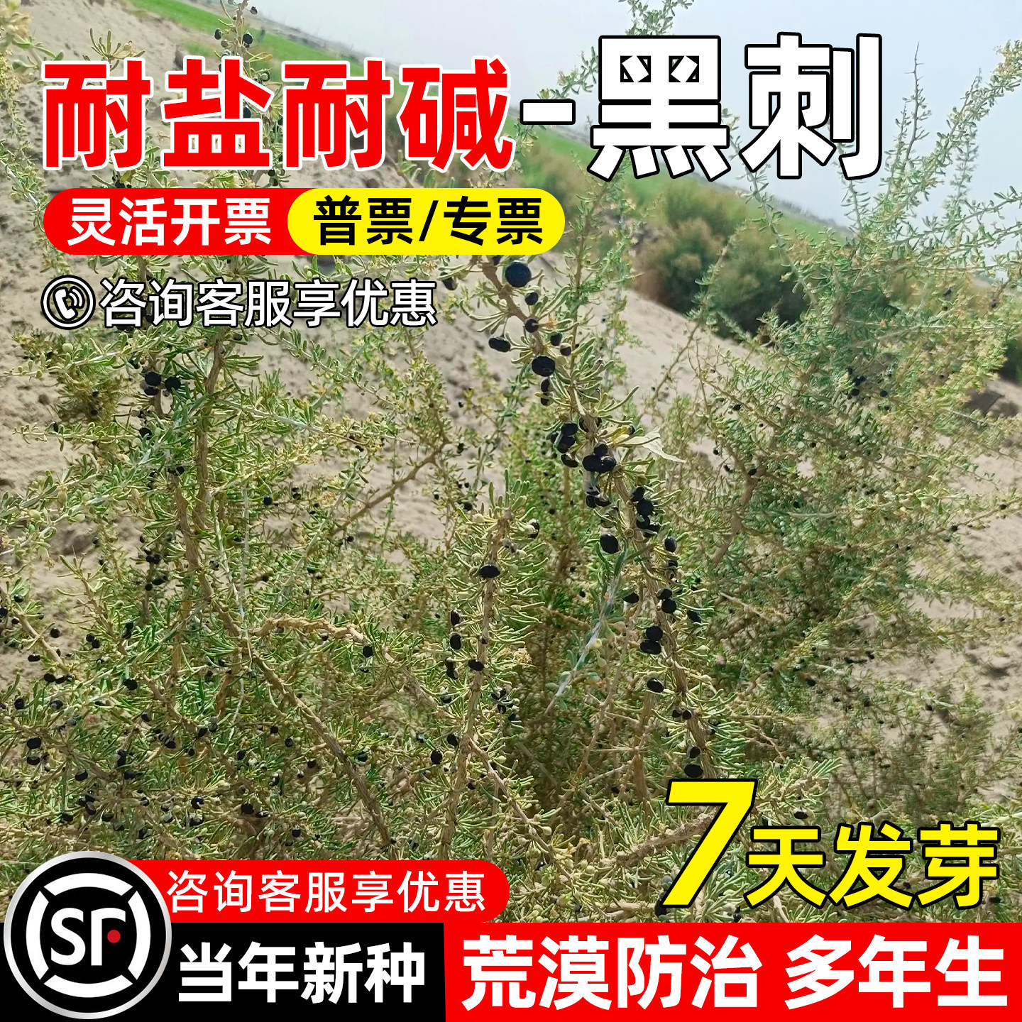 黑刺种子耐盐碱防风固沙生态修复