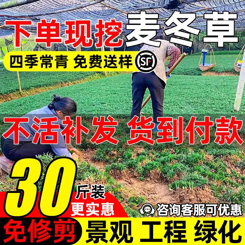 矮麦冬草庭院别墅沿阶草苗四季常青园林工程绿化植物细叶麦冬草苗