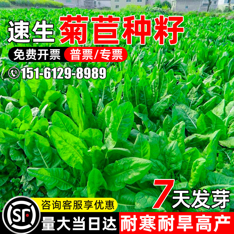大叶菊苣种子多年生牧草种子高产