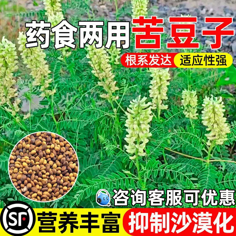 苦豆子荒漠复绿防风固沙水土保持