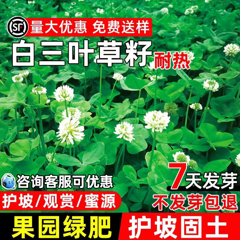 白三叶草种子耐热耐旱护坡固土草籽果园绿肥蜜源固氮红三叶草种籽