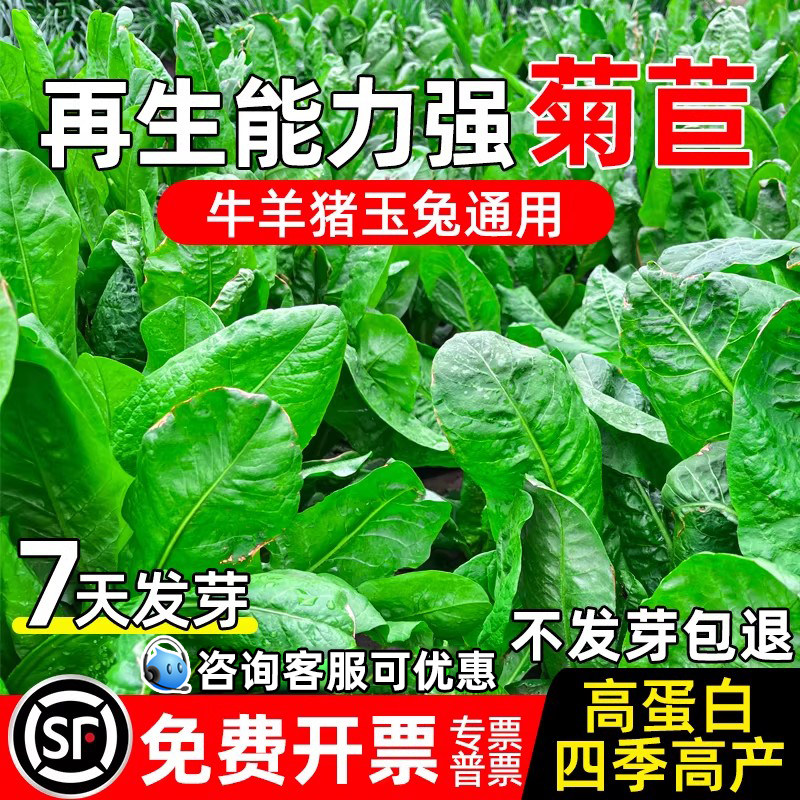 多年生大叶菊苣种子牧草种子高产
