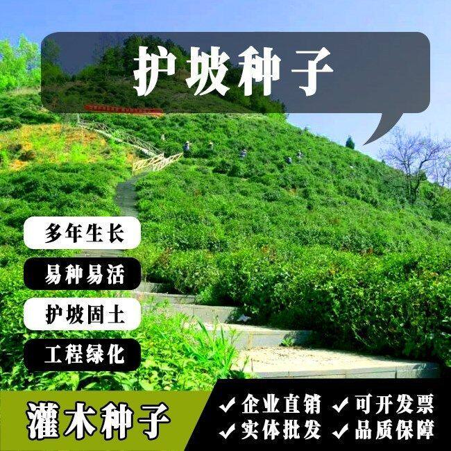 护坡灌木种子紫穗槐刺槐多花木兰胡枝子葛藤荒山复绿护坡固土草籽