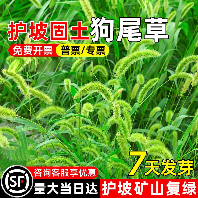 狗尾草种籽矿山复绿荒地绿化草种子四季常青护坡固土耐盐耐碱草籽