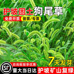 狗尾草种籽矿山复绿荒地绿化草种子四季常青护坡固土耐盐耐碱草籽