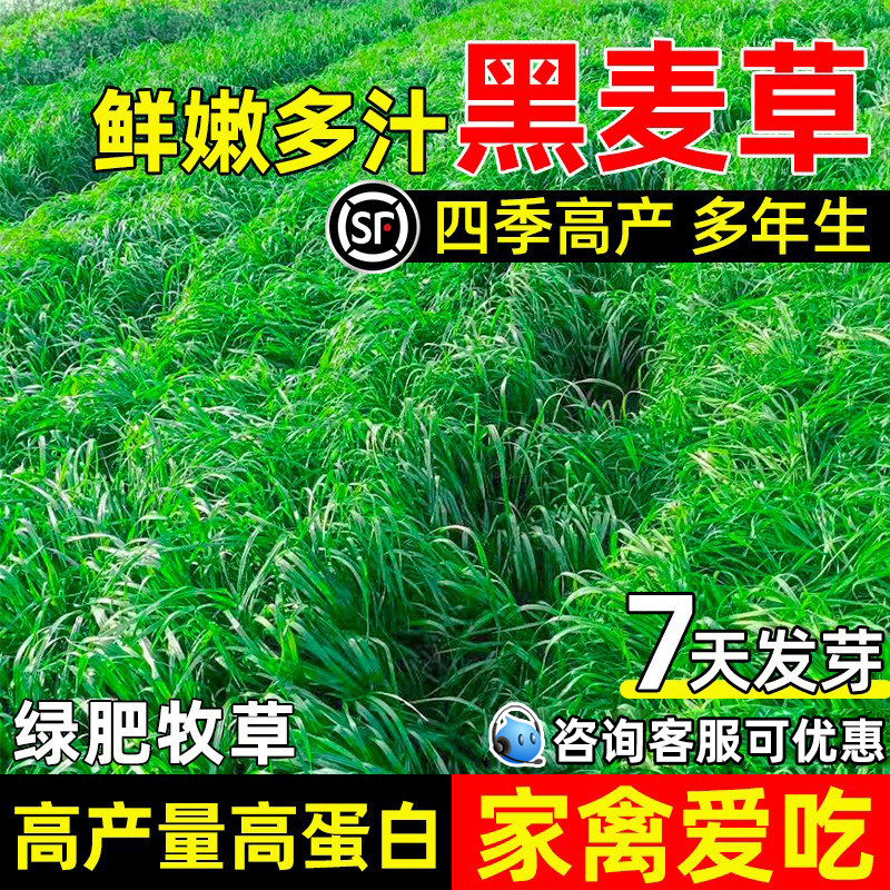黑麦草种籽四季高产牧草种子高蛋白畜牧养殖鲜嫩多汁耐寒耐旱草籽