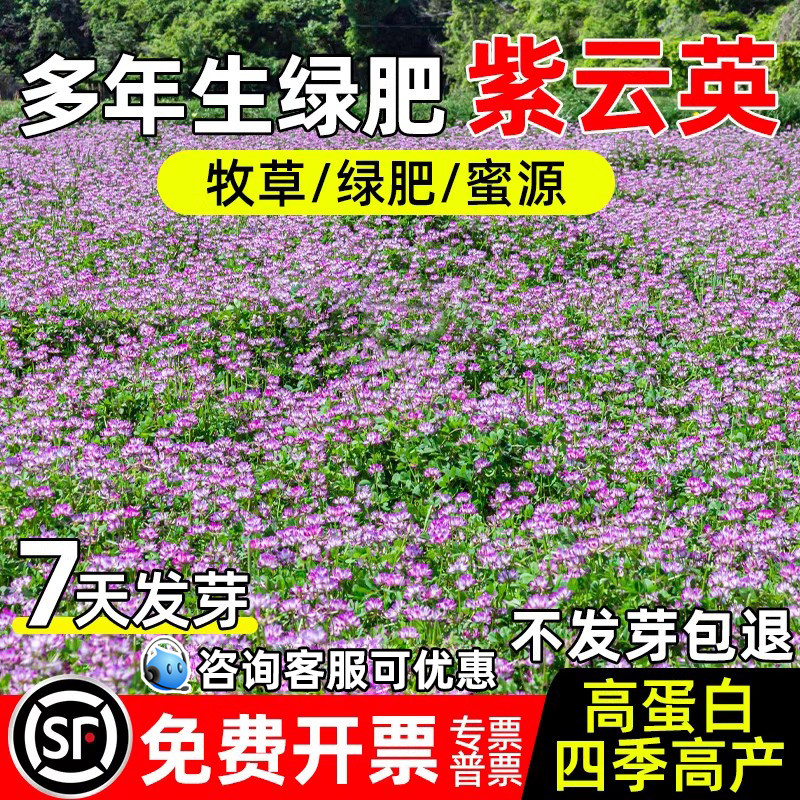 紫云英种子果园牧草四季绿肥食用