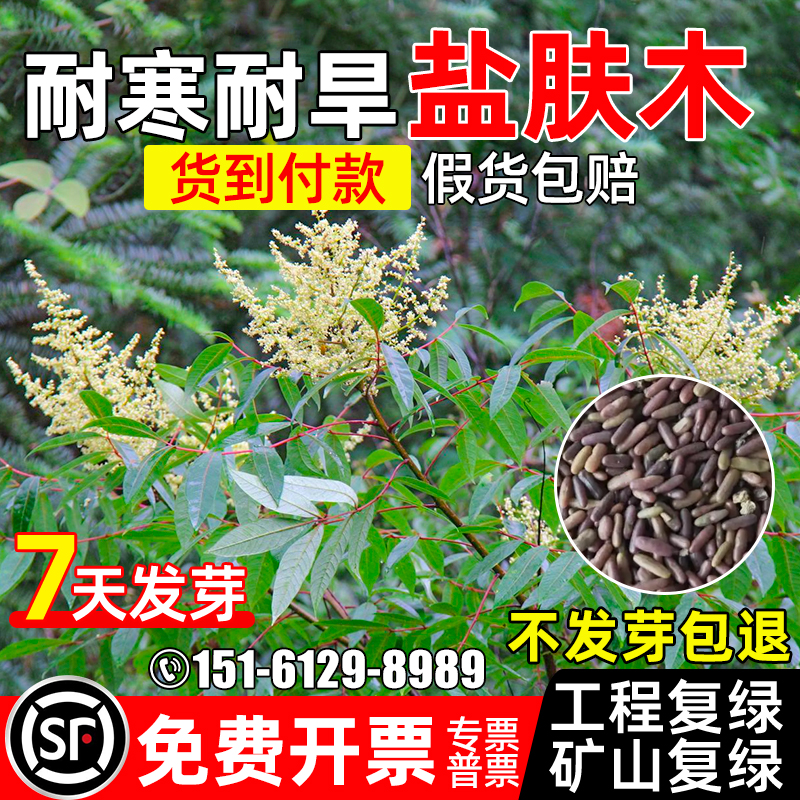 盐肤木种子多年生护坡固土灌木种籽矿山绿化工程复绿耐寒耐旱草籽