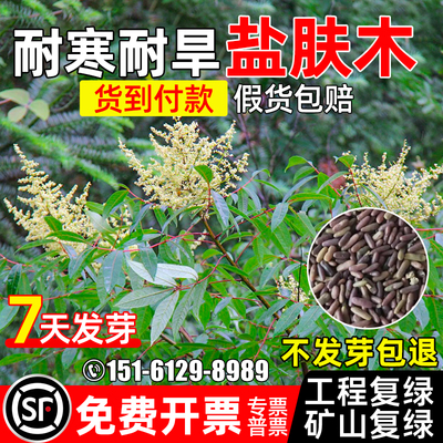 盐肤木灌木种子公路绿化护坡固土