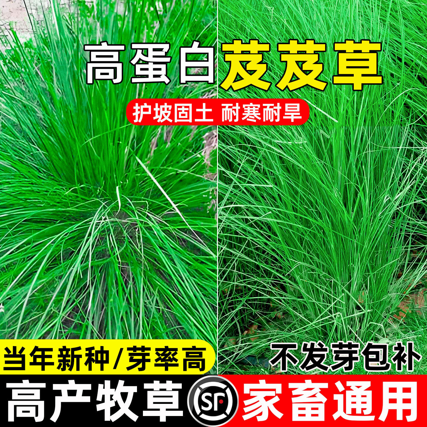 芨芨草种子护坡固土畜牧养殖牧草