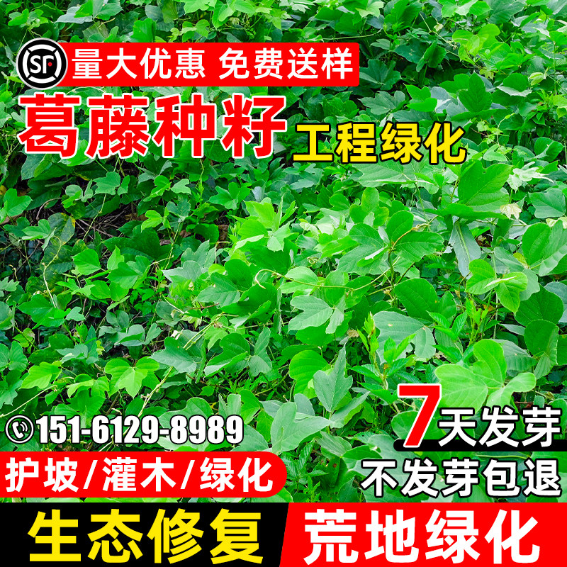 葛藤种子矿山护坡固土多年生