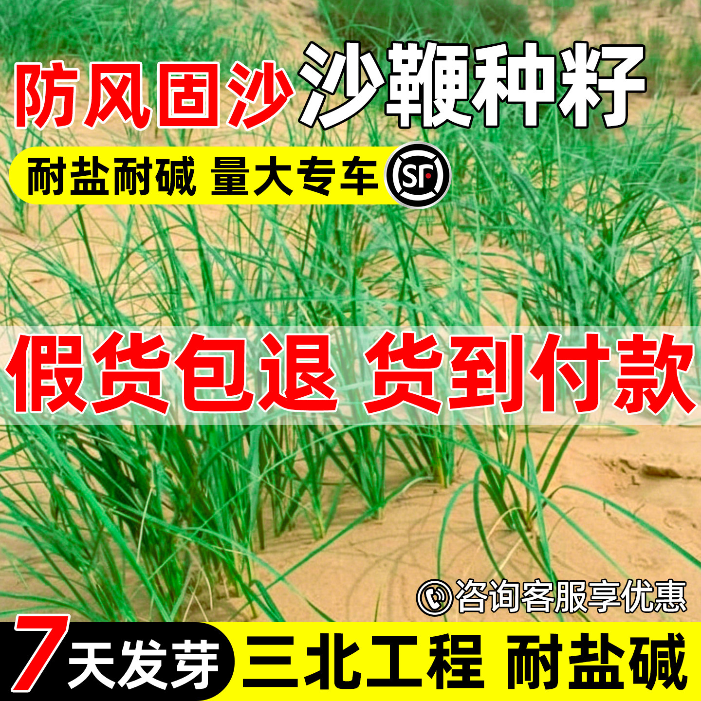 沙竹沙竿草种子荒漠沙地沙鞭草籽