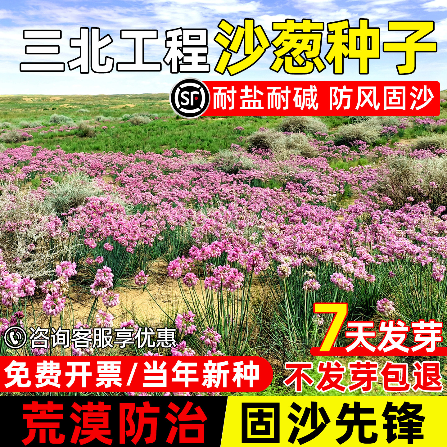 沙葱种子耐贫瘠生态修复工程绿化