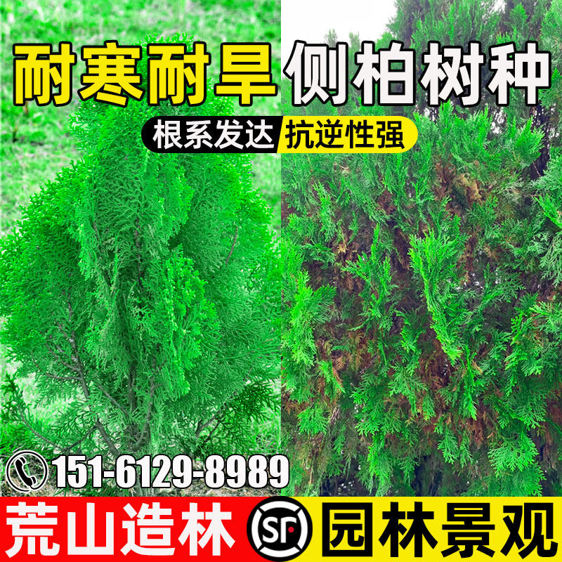 侧柏树荒山复绿人工造林园林景观