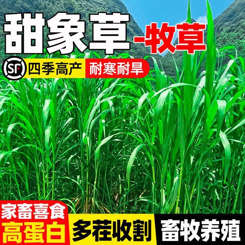 甜象草四季高产畜牧养殖多茬收割