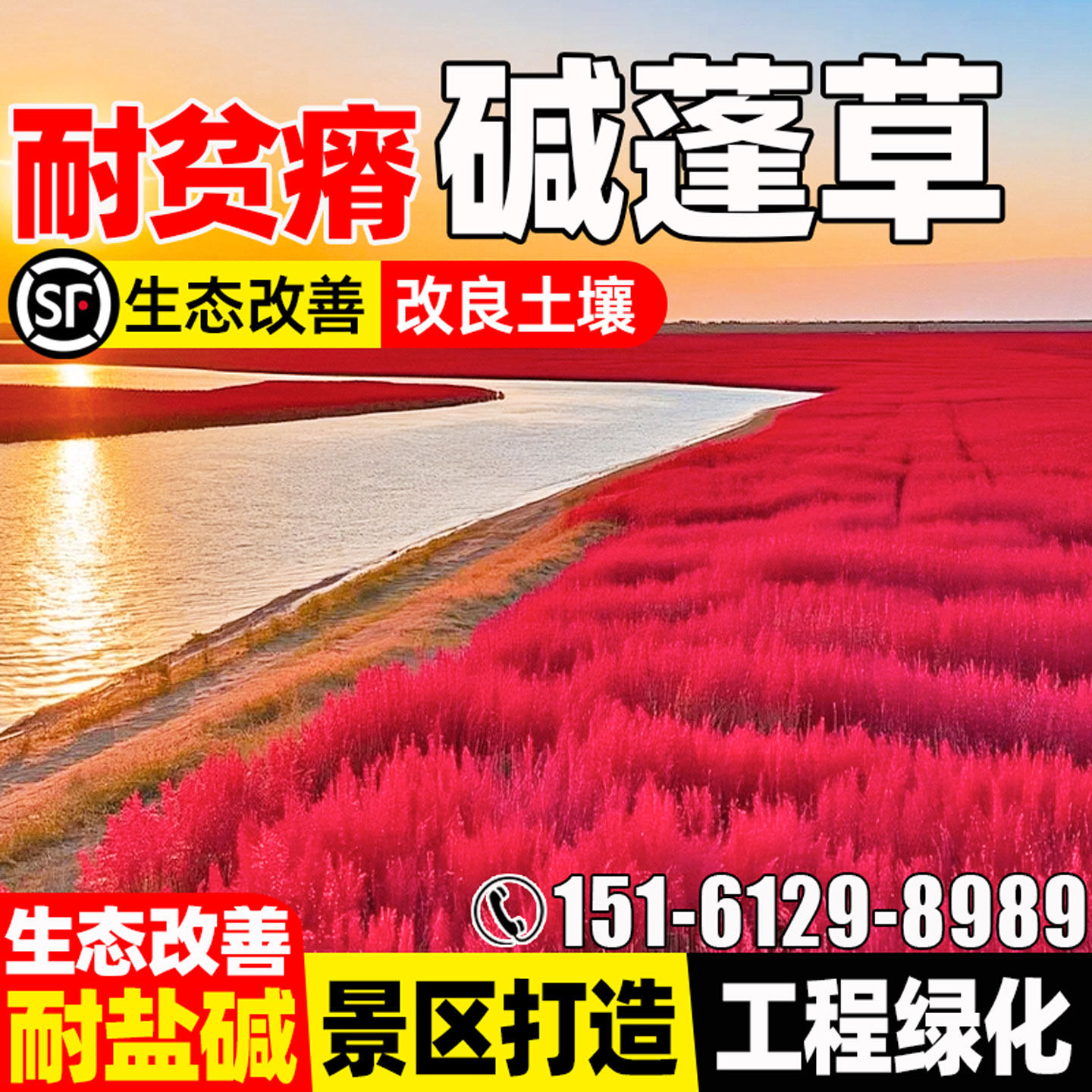 碱蓬草种籽多年生耐盐碱绿化草籽生态修复改善土壤荒地复绿草种子