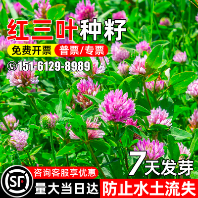 红三叶生态修复水土保持护坡固土