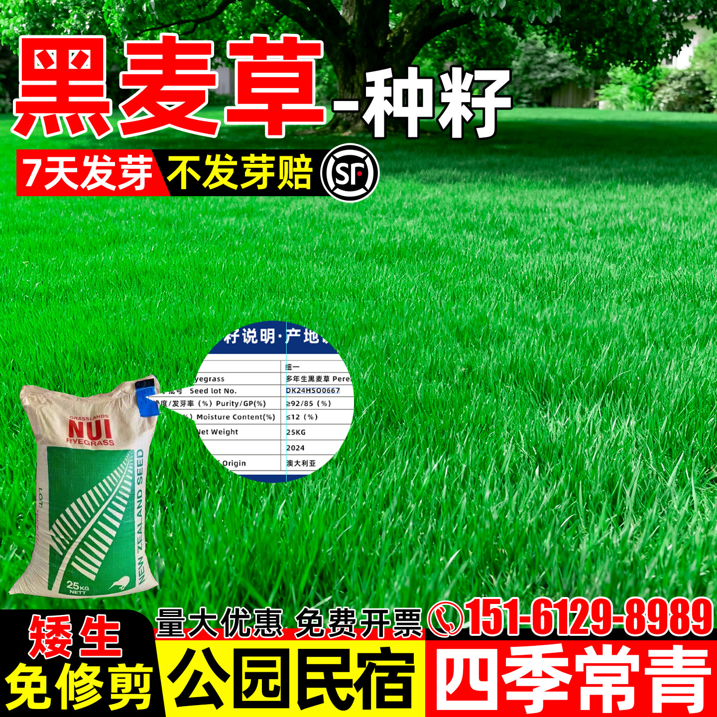 黑麦草种子进口蓝标黑麦草种籽四季常青矮生公园民宿露营草坪草籽