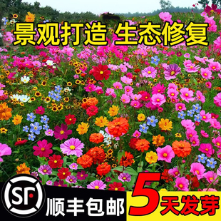 野花组合花种子除虫菊花种籽子四季播种开花格桑花花籽太阳花种籽