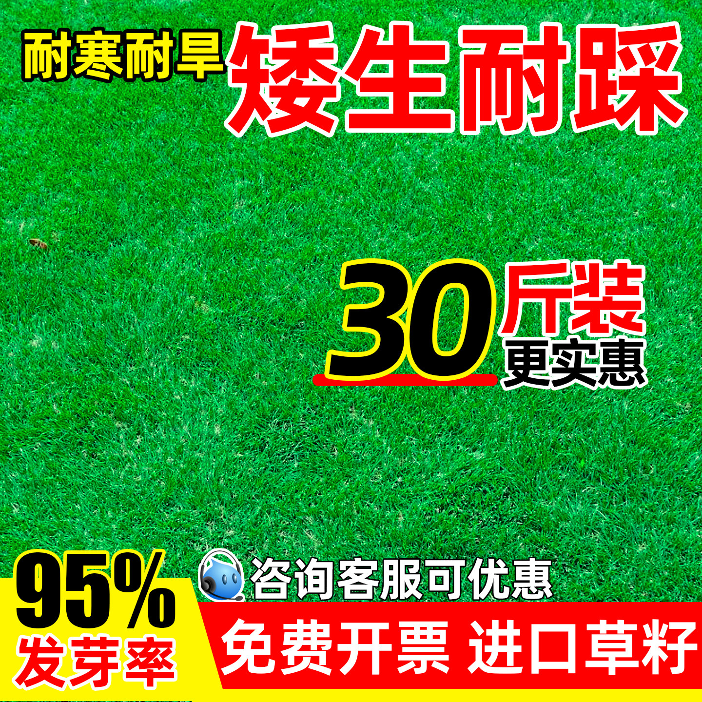 矮生耐踩四季青耐寒耐旱护坡绿化